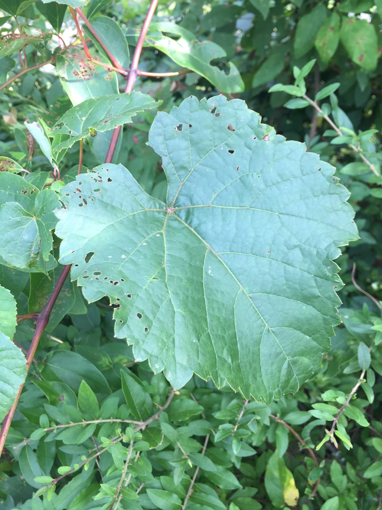 Grape Leaves.JPG