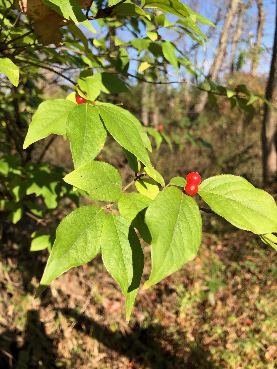 Honeysuckle Berry