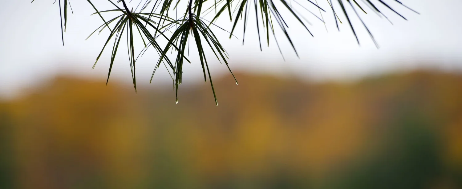 Pining - sad to see seasons change