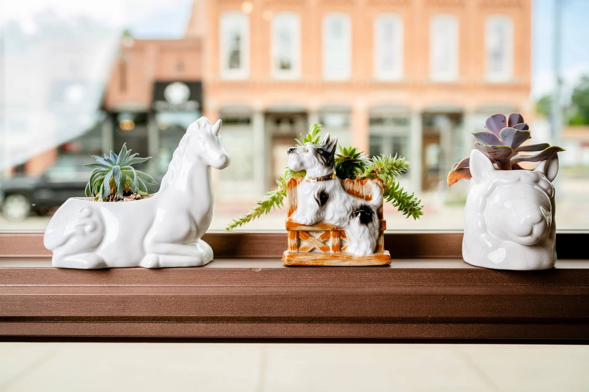 Succulent Planting Party at Metamora General