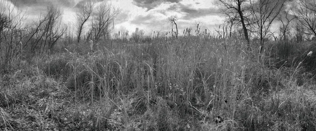 BosqueReeds2FakeWetPlatePost.jpg