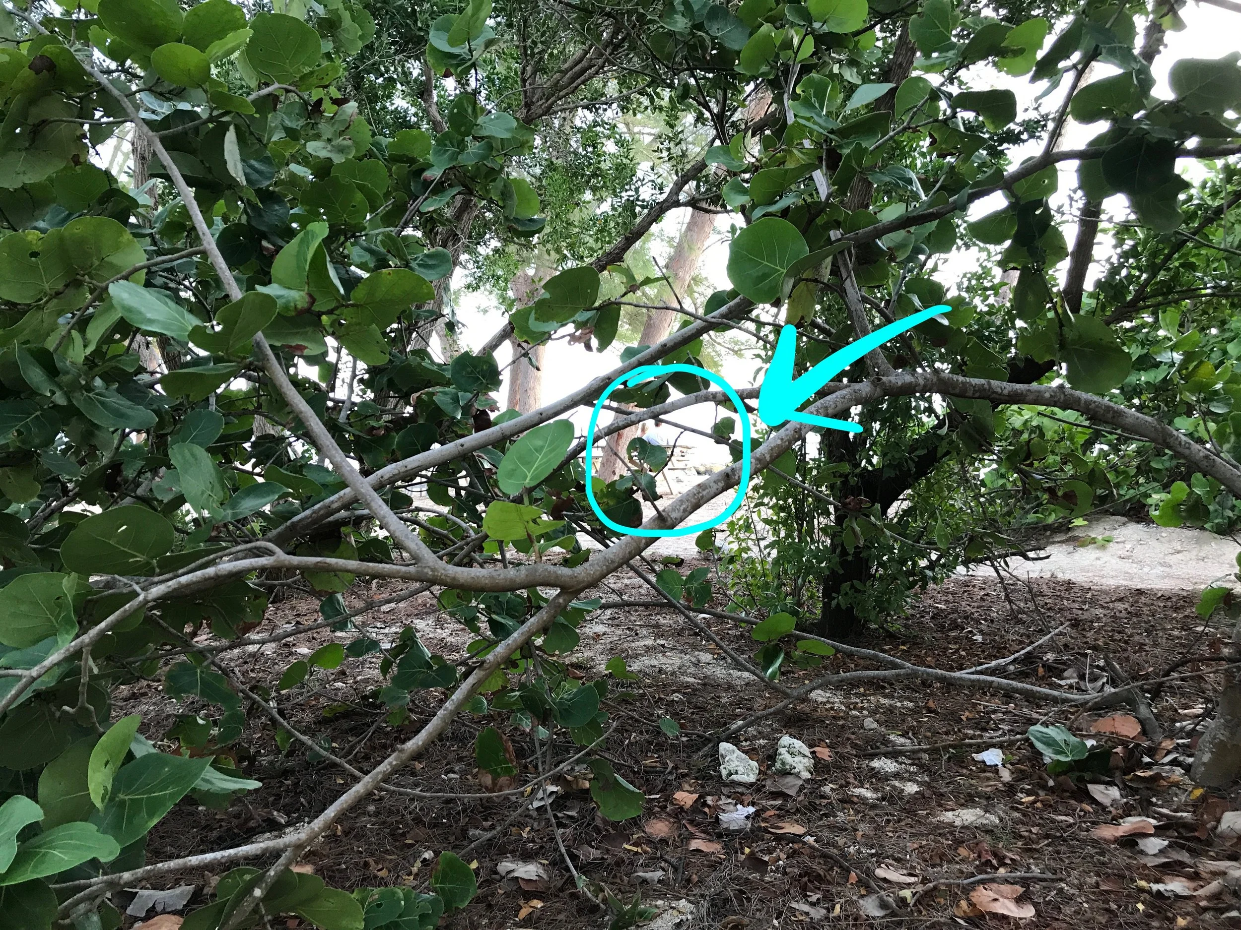 Hiding in Bushes Waiting on Key West Proposal.jpg