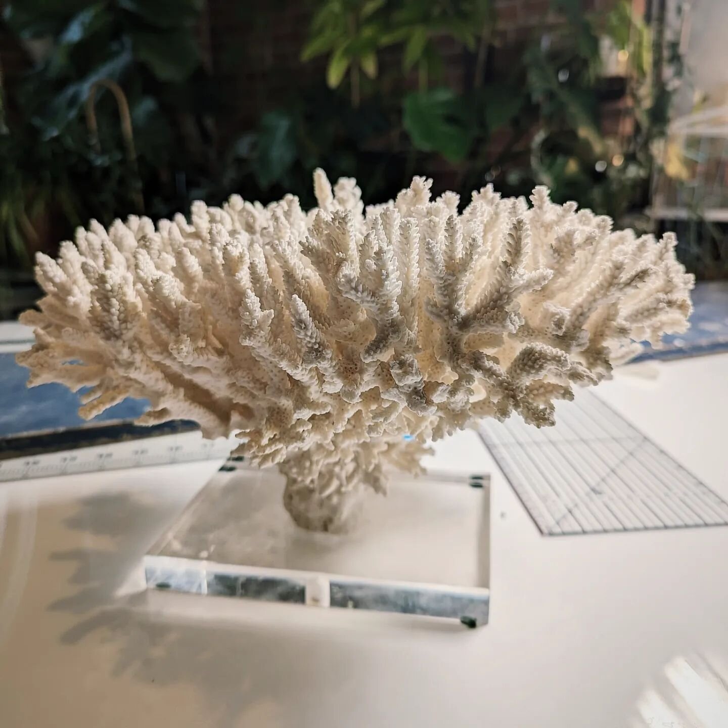 /// This bargain priced piece of beautiful coral listed on Craigslist called to me during this week of arctic sub-zero temps. Braved the cold to add it to my collection...so worth it.