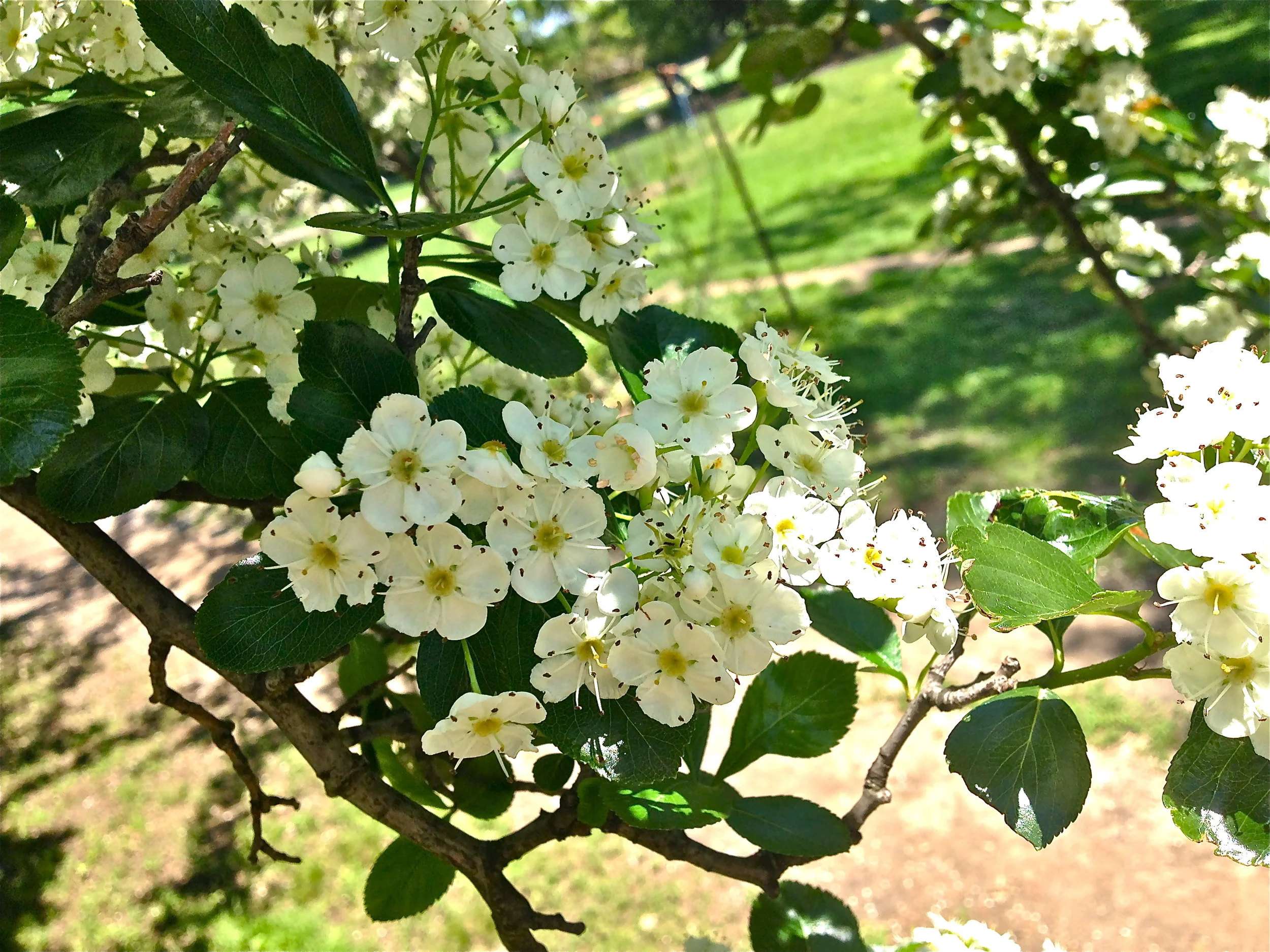 hawthornflower.jpg