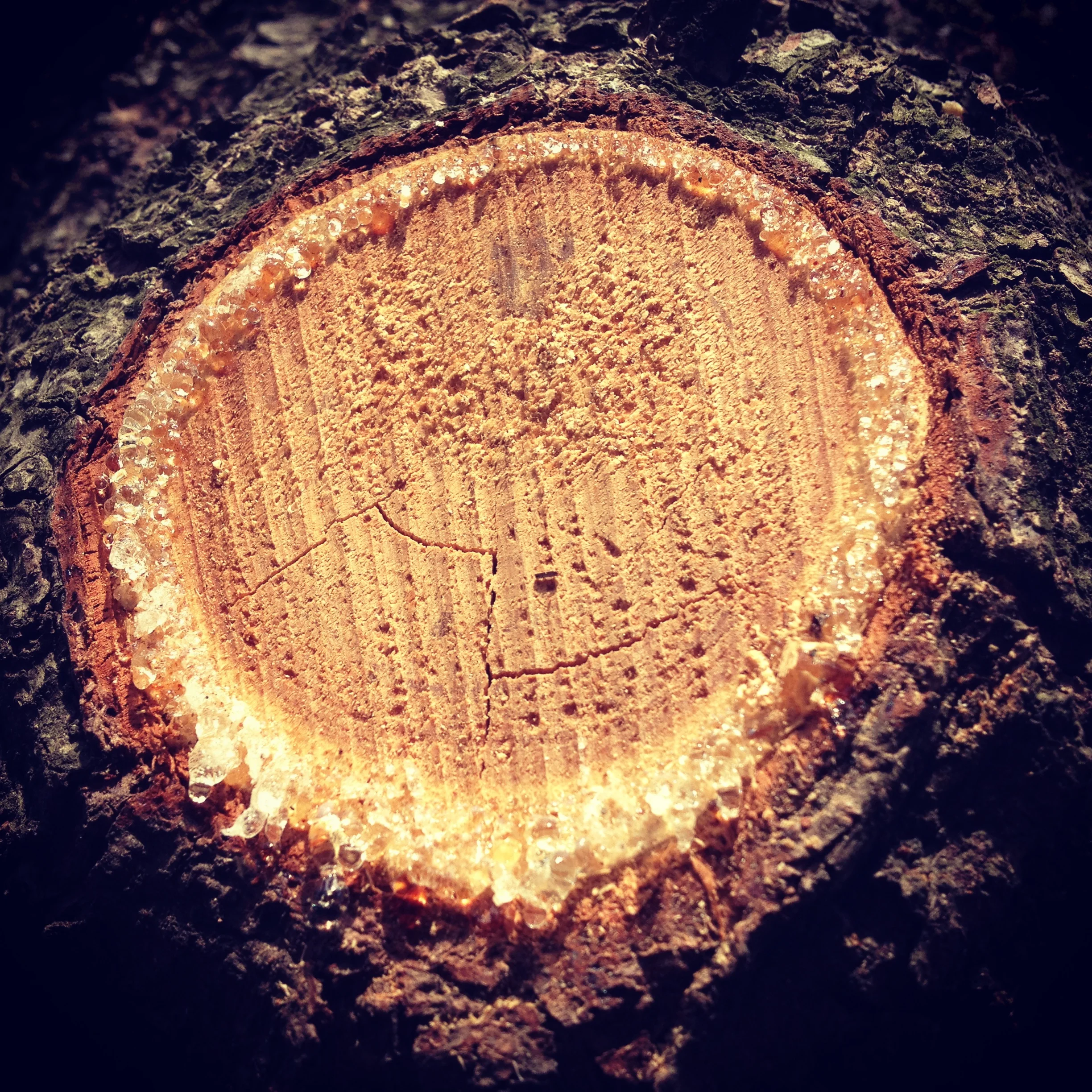 pinestump.JPG