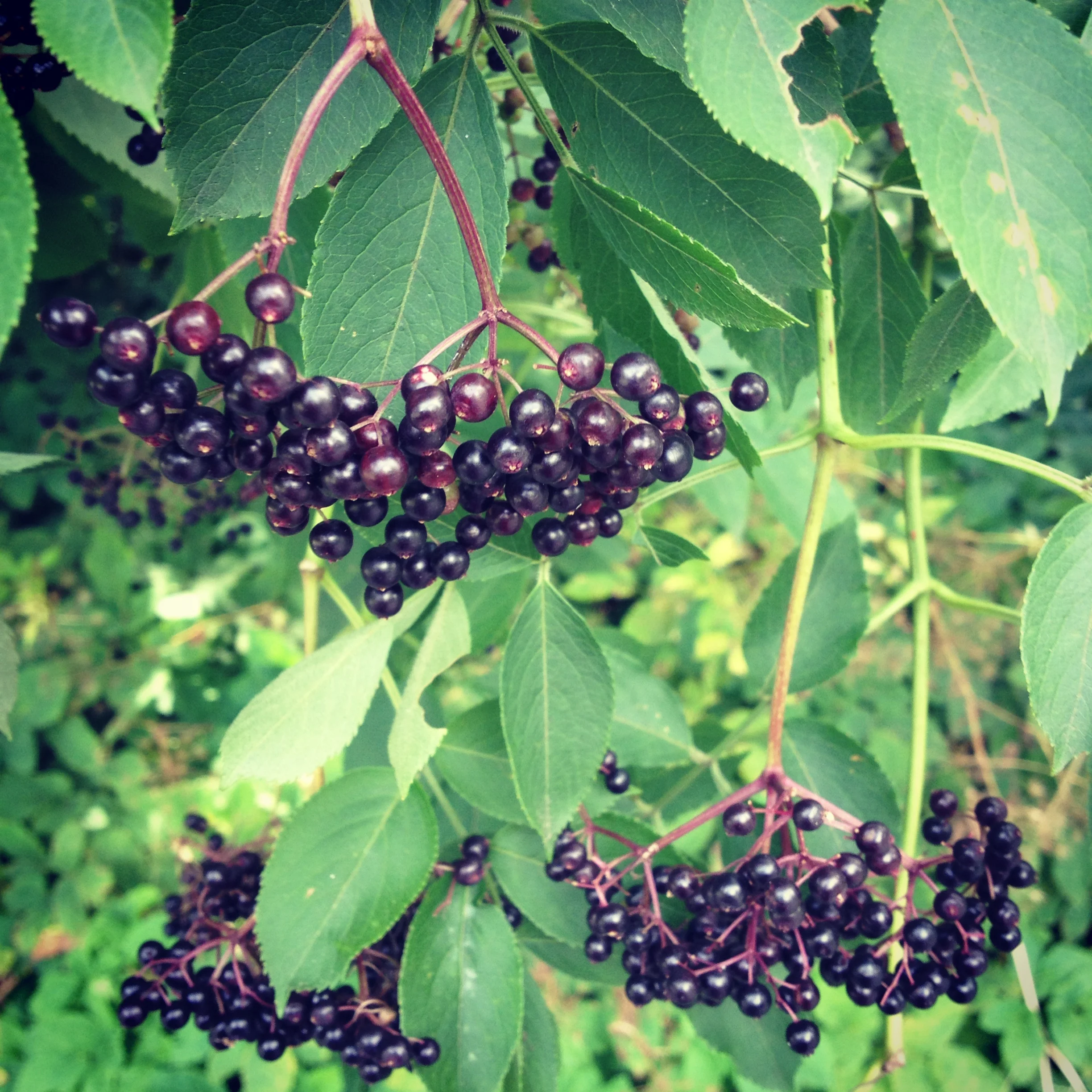 elderberry.JPG