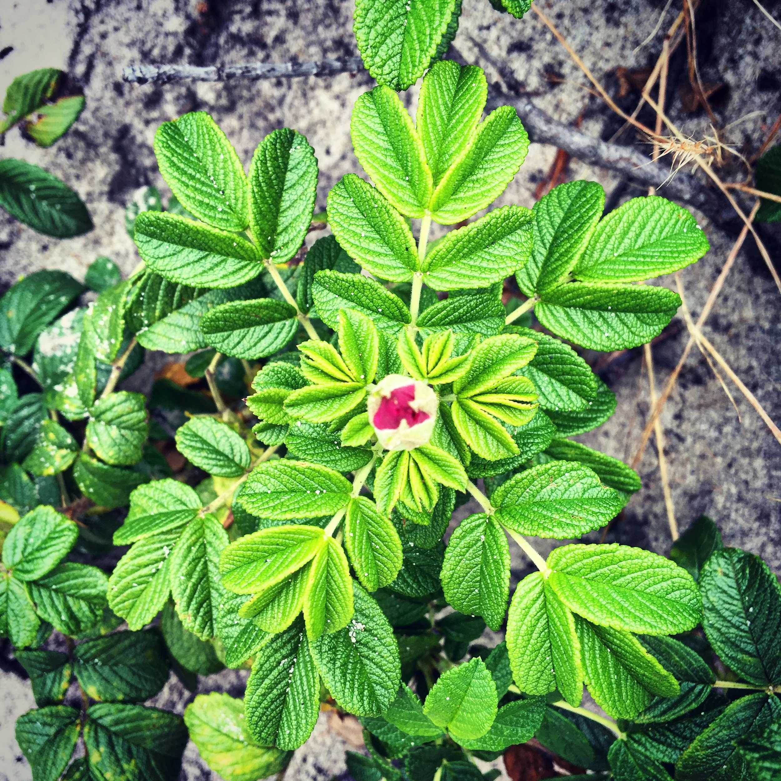 A heart shaped beach rose blossom is a good example of adaptability. Taking what could be adverse conditions (wind, sandy soil, strong sun) the beach rose opens wider than most roses, with an enchanting spicy floral scent. 