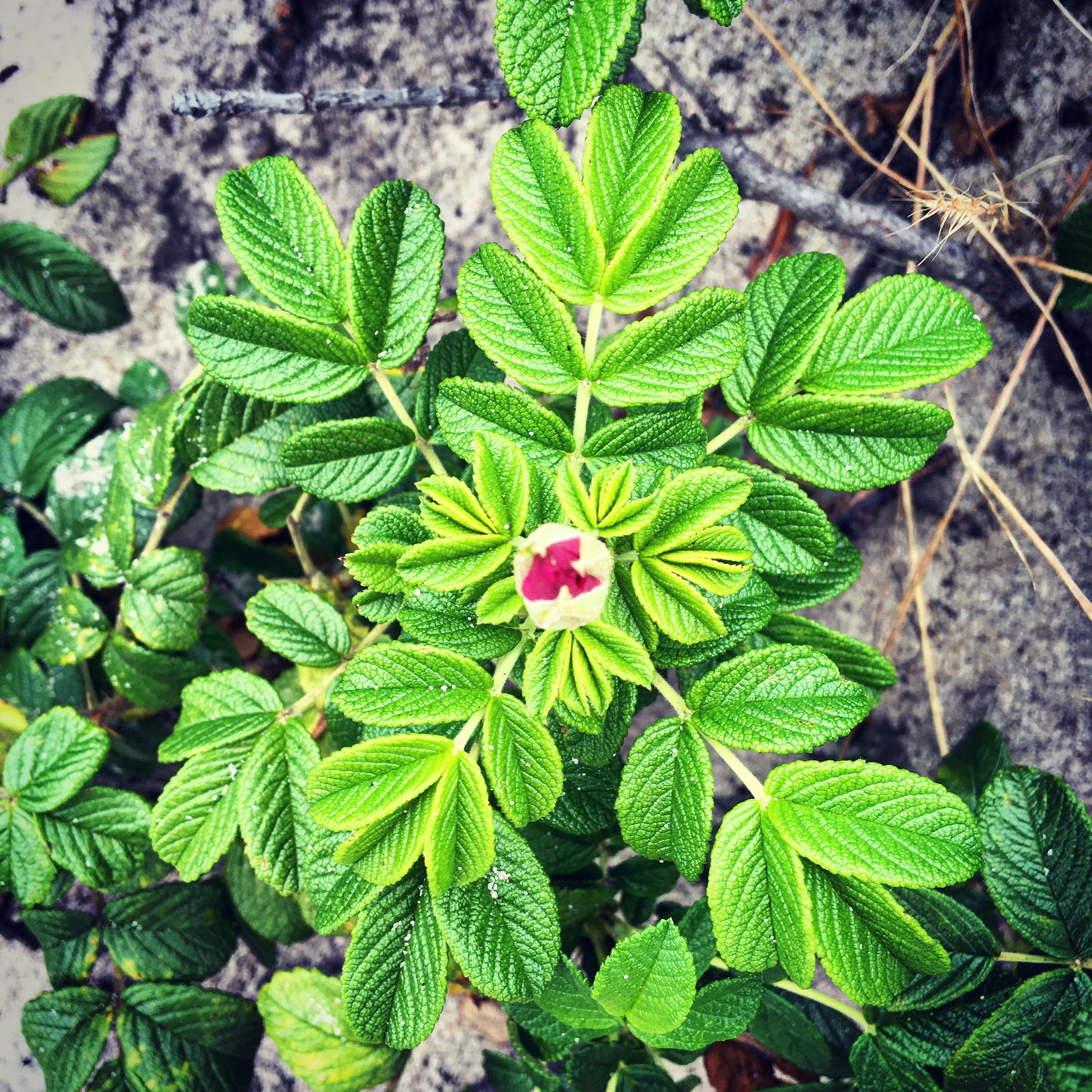 Herbal Medicine Making for Heart Health