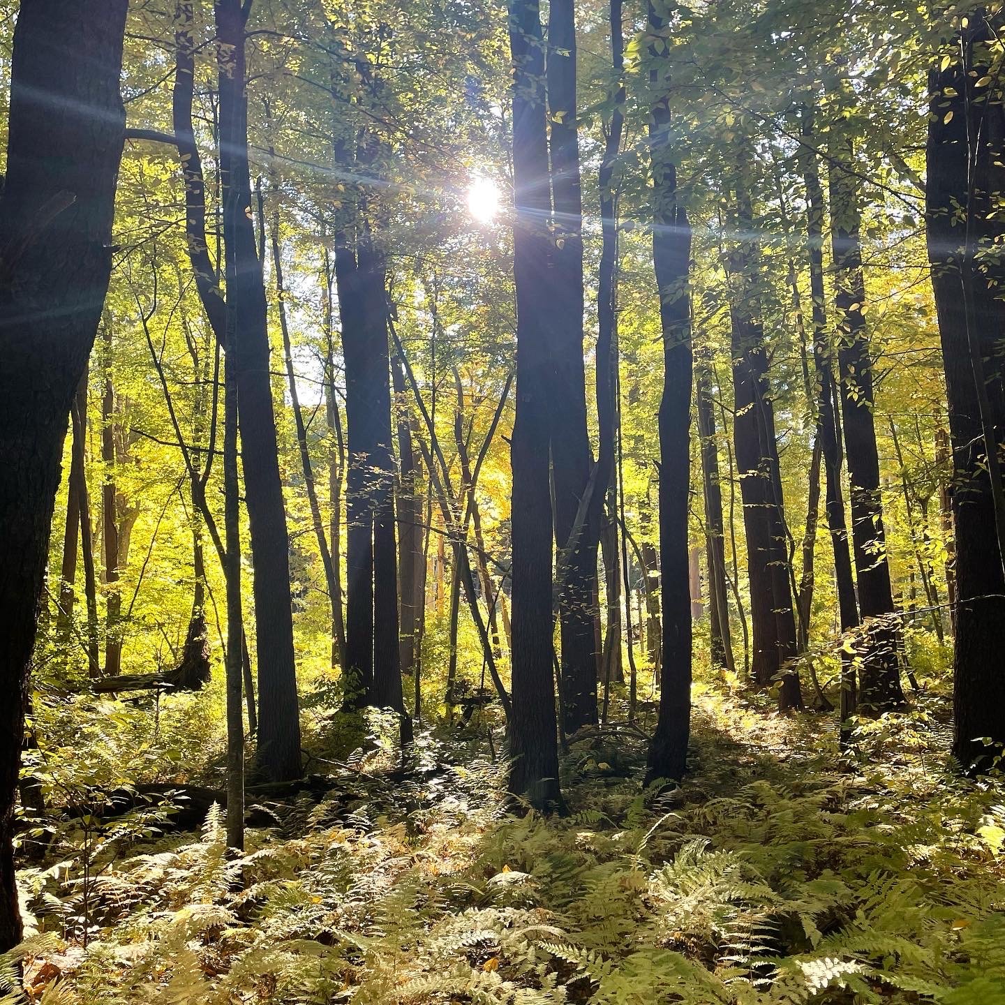 Samhain Greetings: oh the webs we weave!