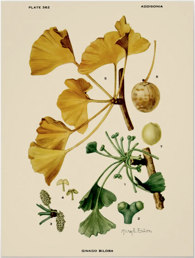 Ginkgo biloba