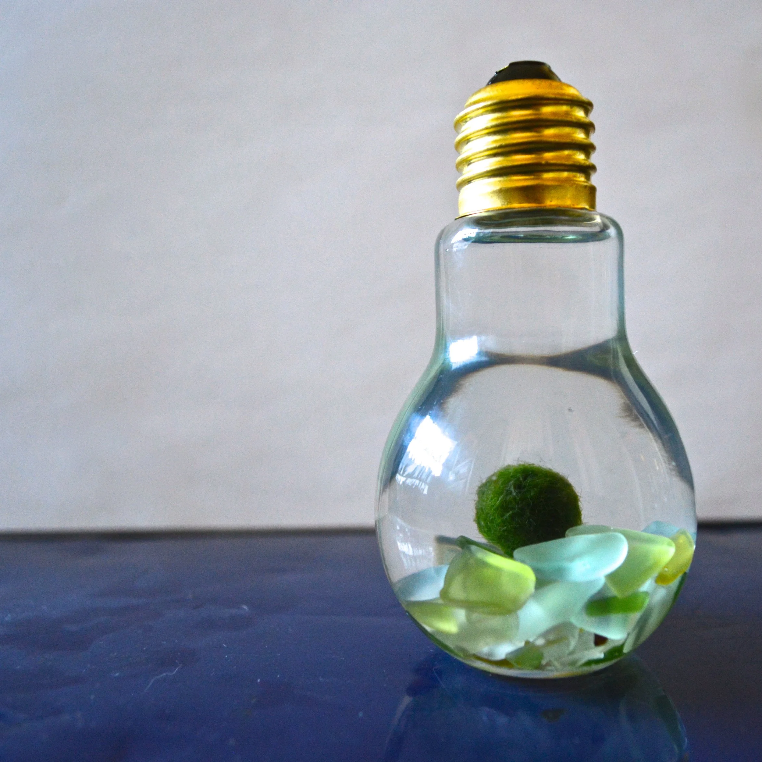 Make A Marimo Moss Ball Aquarium