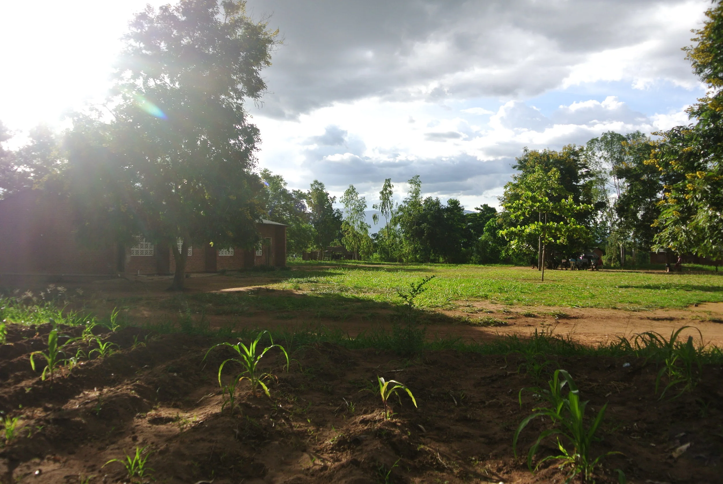 A small sharecrop field. Fields like this are common.