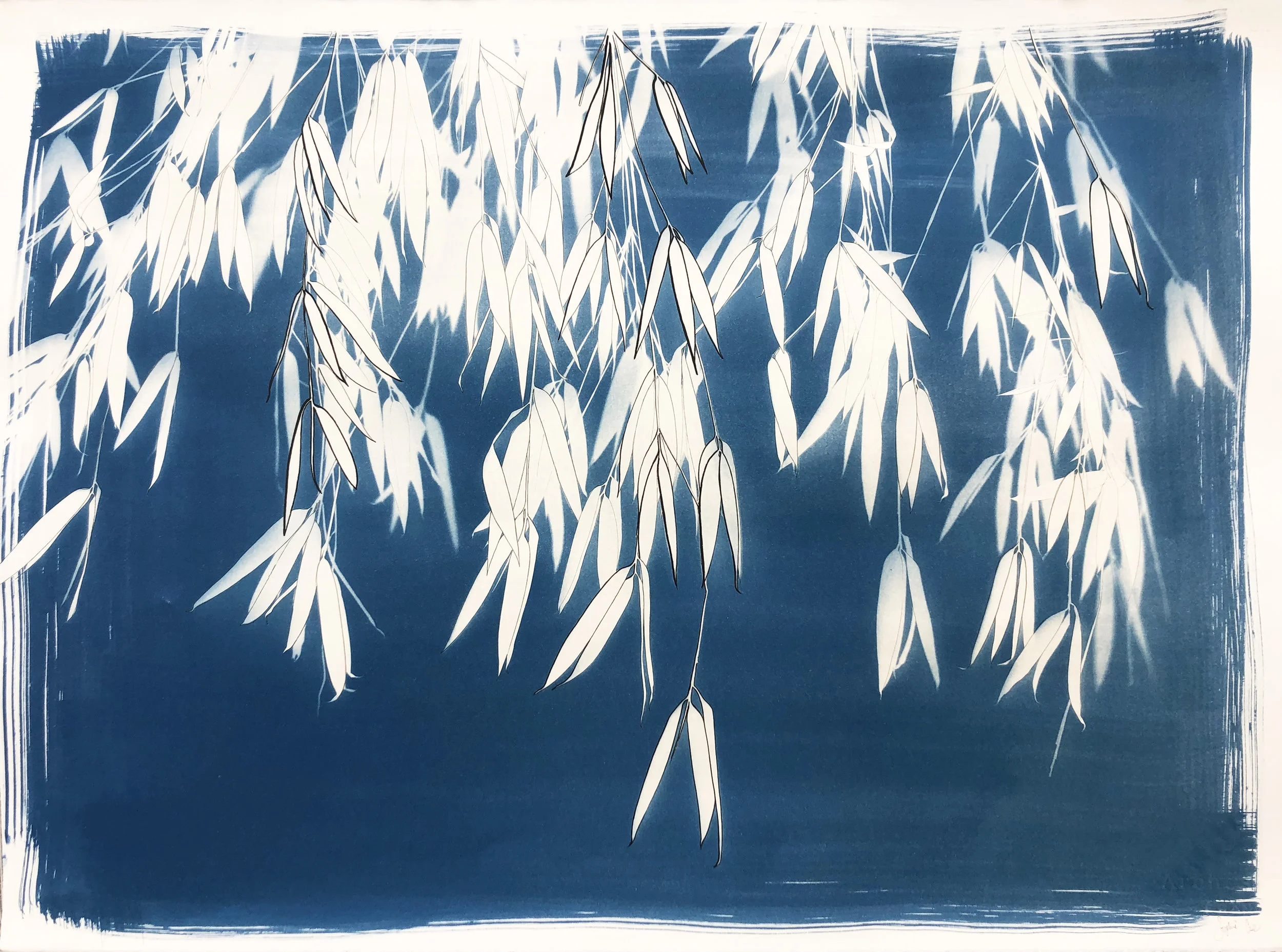 Cyanotype_Bamboo_series_9_760x560mm.jpg