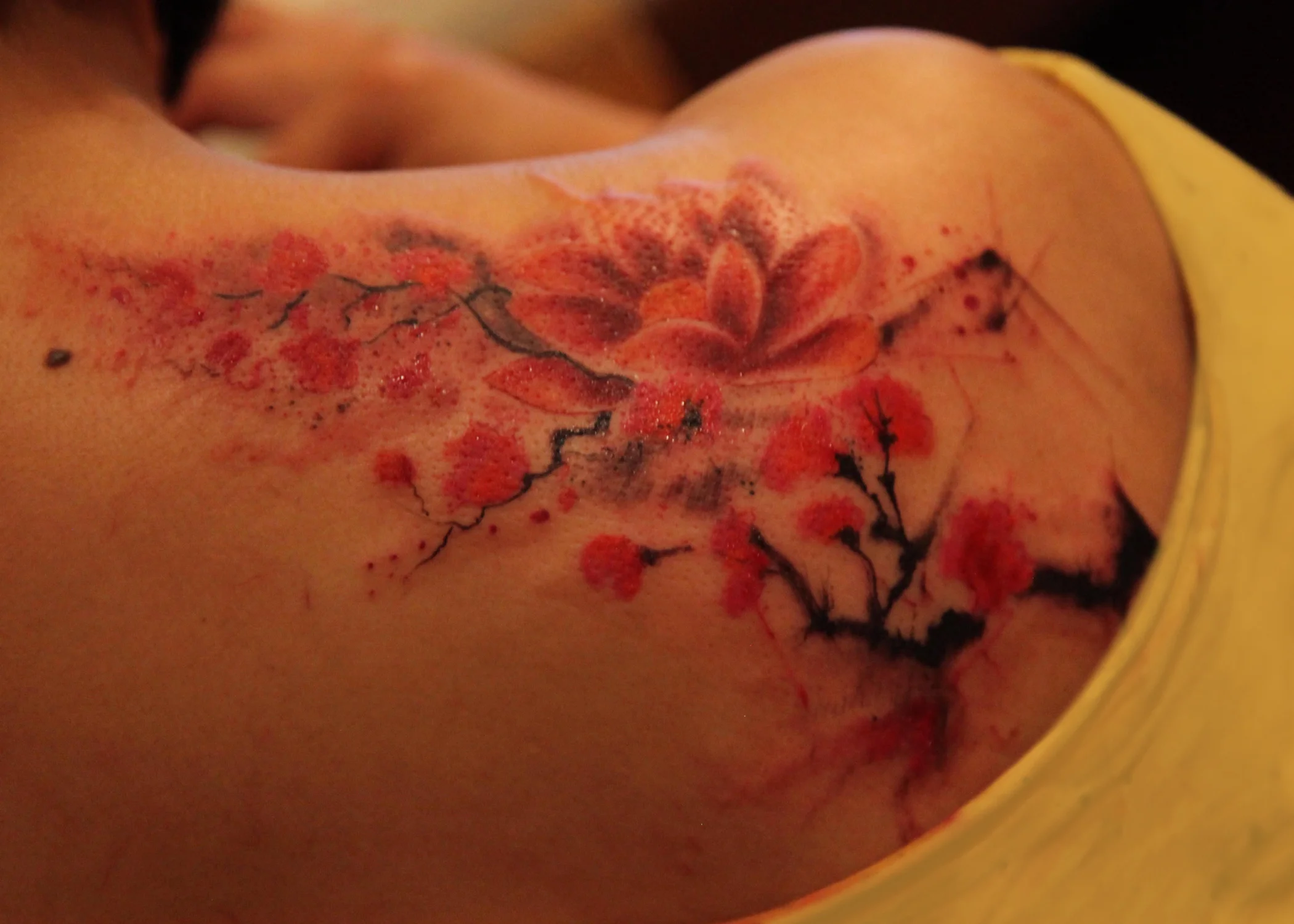 Cherry Blossoms