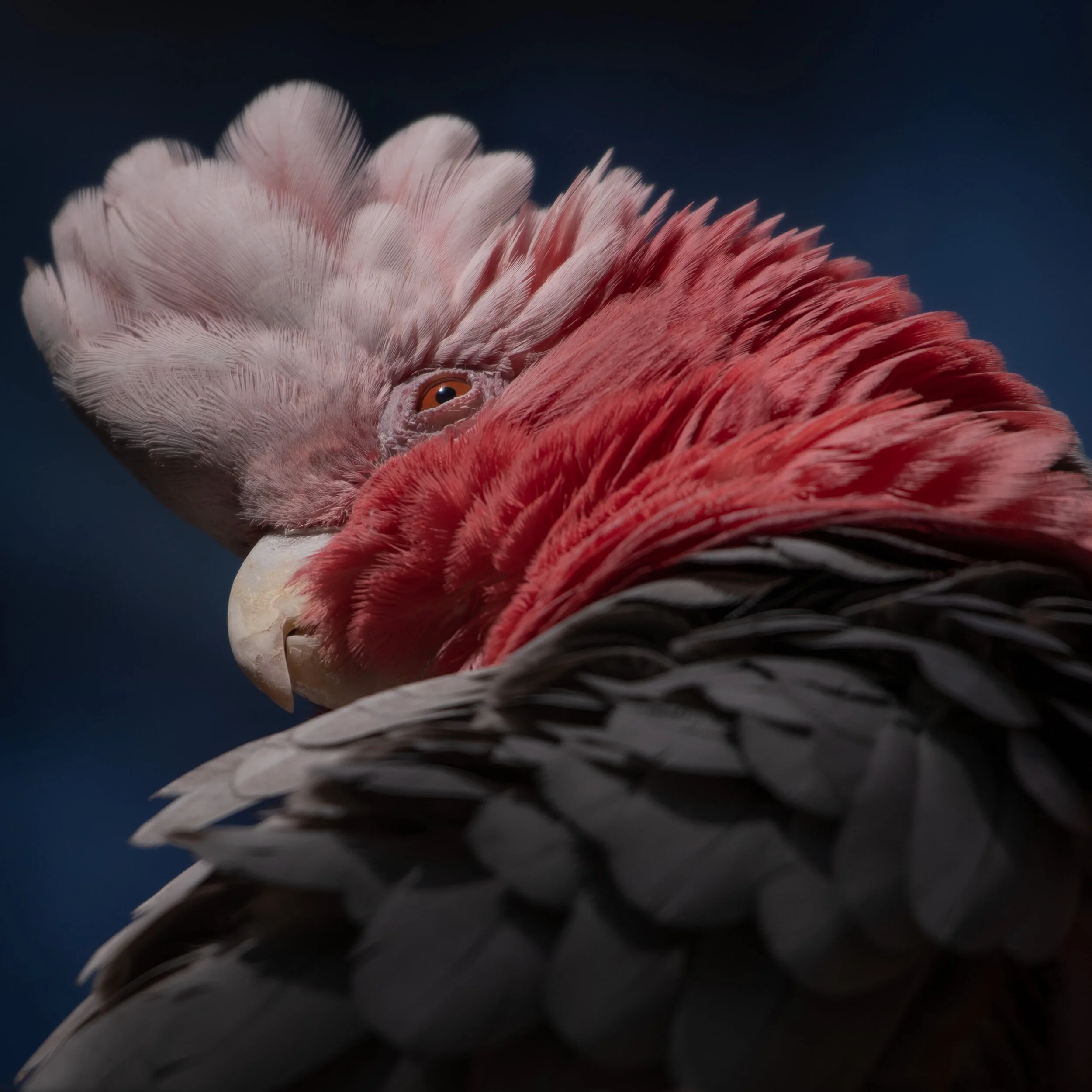 Galah_01.JPG