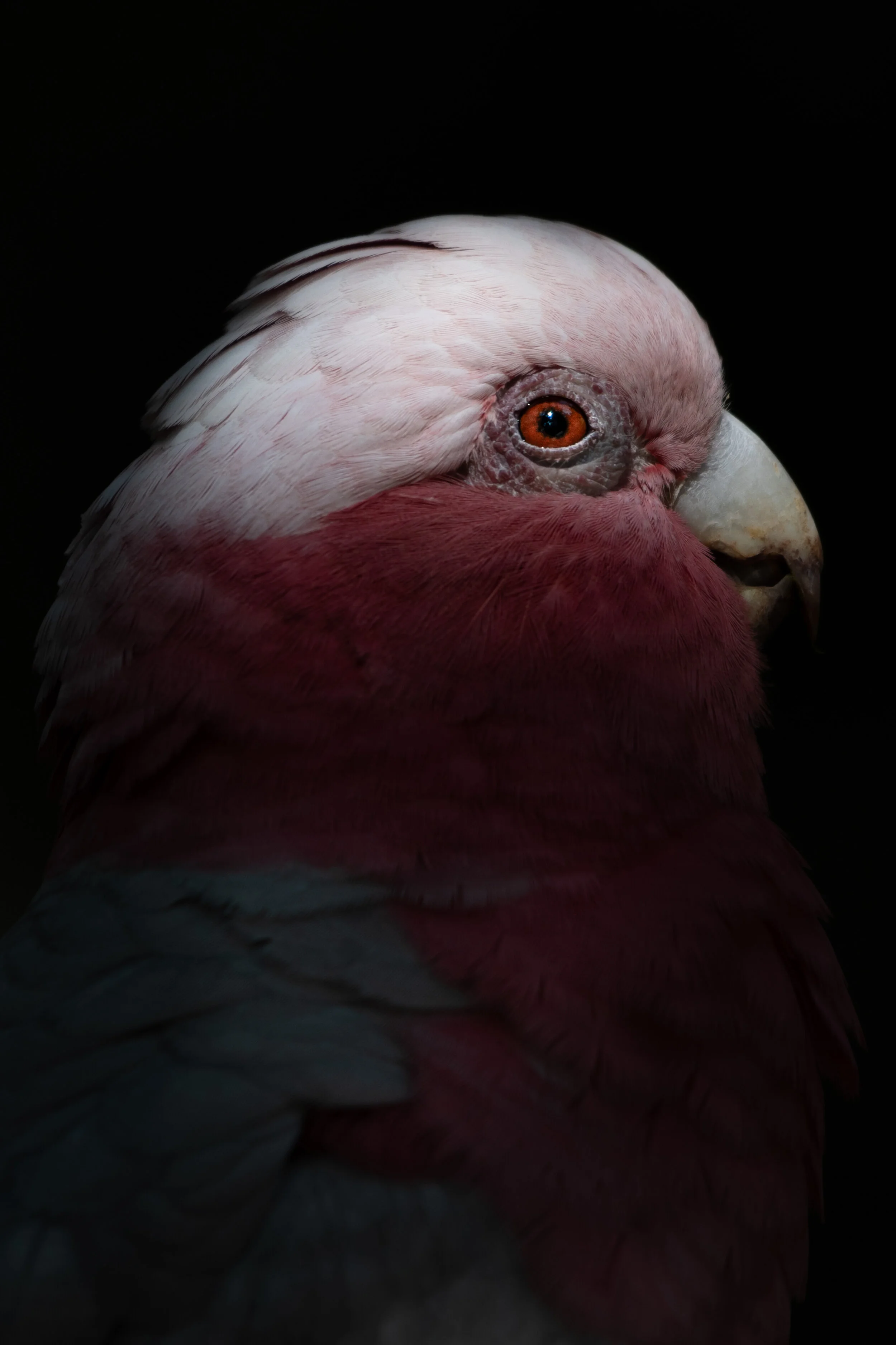 Galah_03.JPG