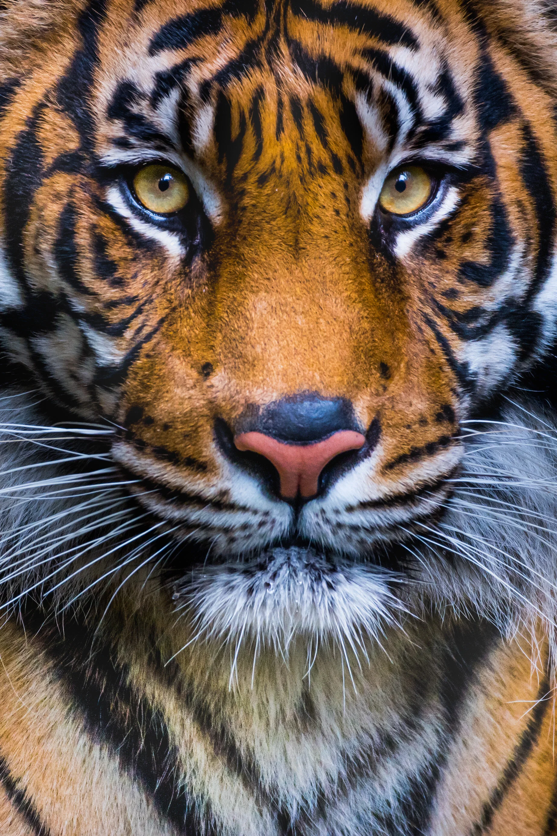 Sumatran_Tiger.JPG