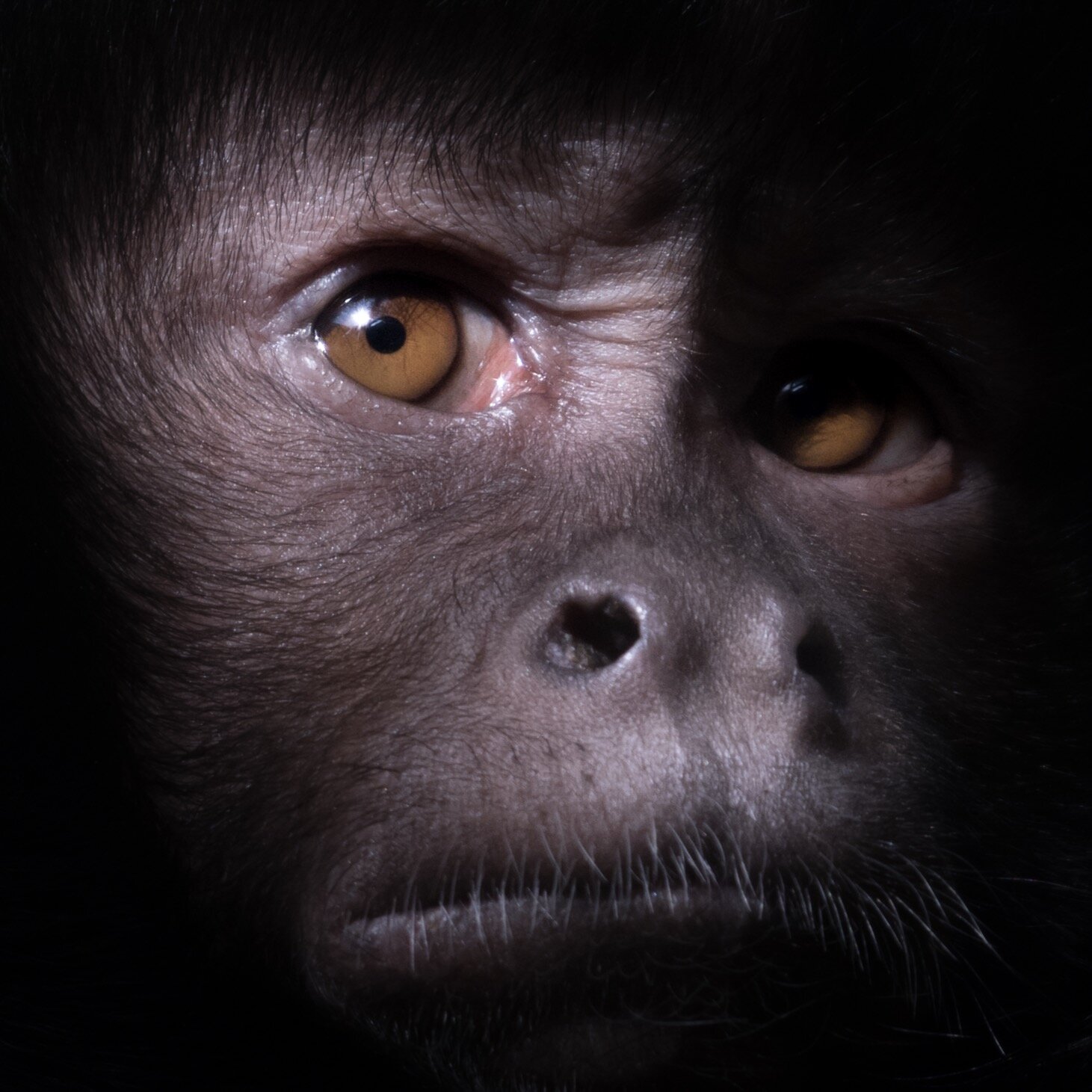 capuchin_04 (1 of 1).jpeg