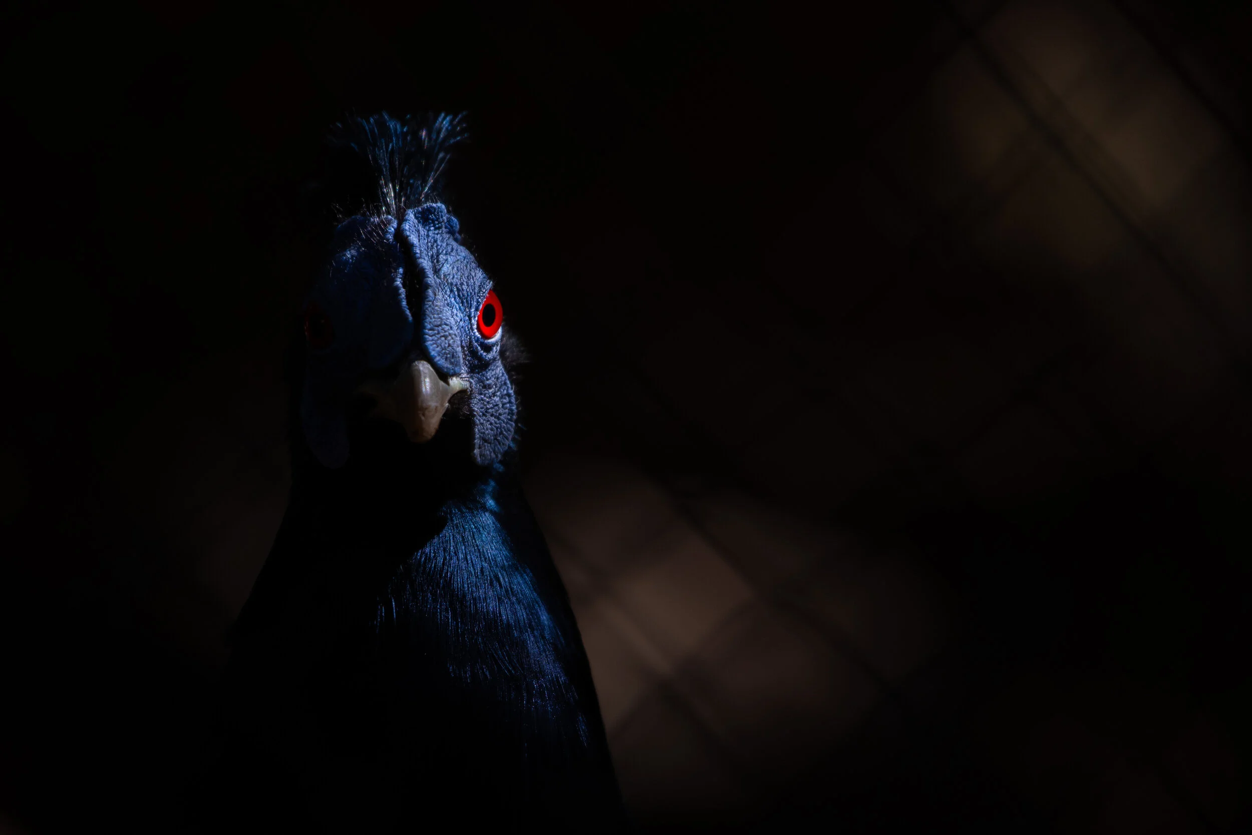 Bornean.Crested.JPG