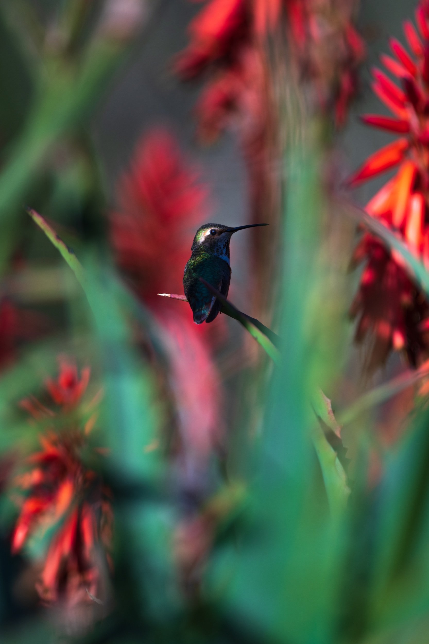 DSC_0364.jpeg