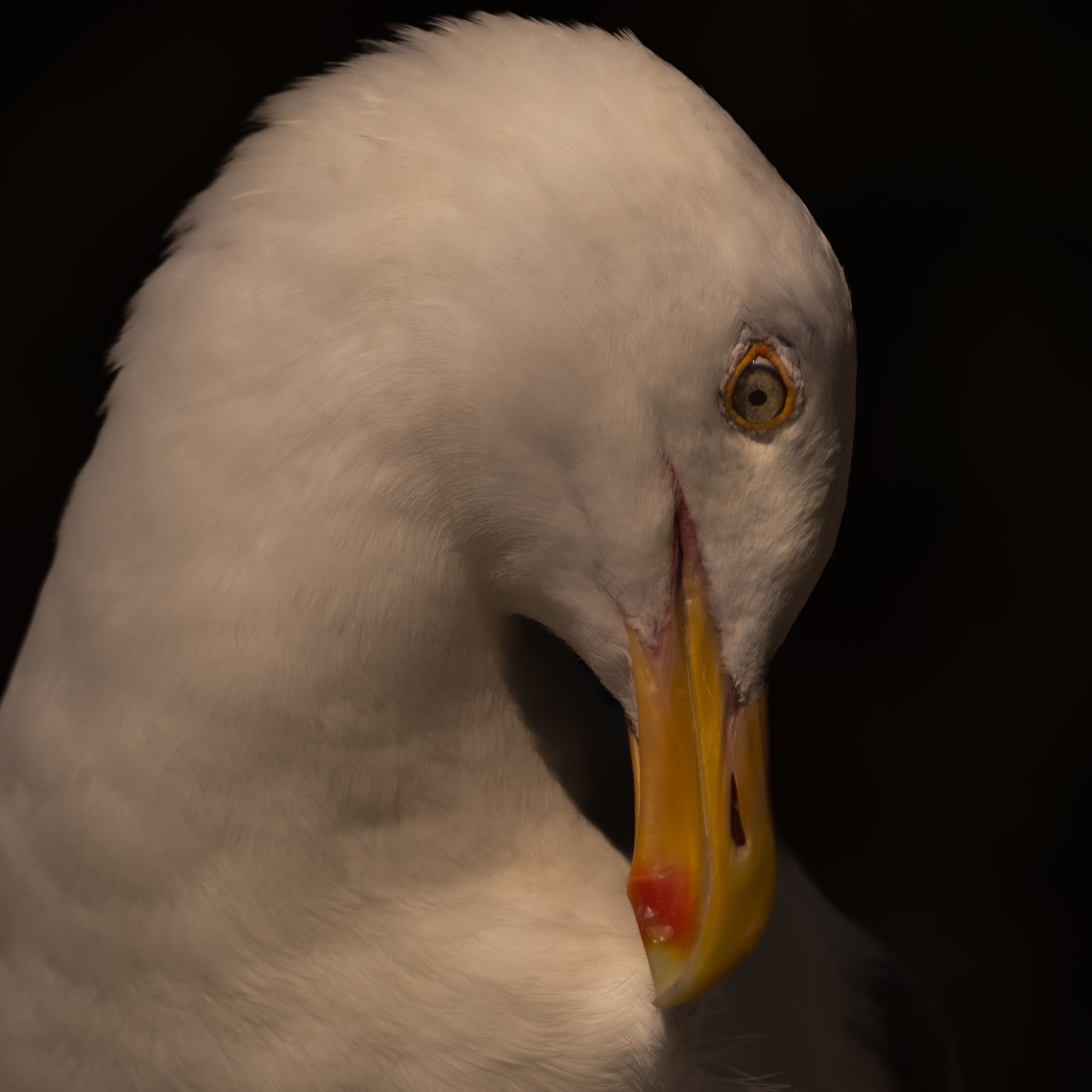 DSC_7706.jpeg