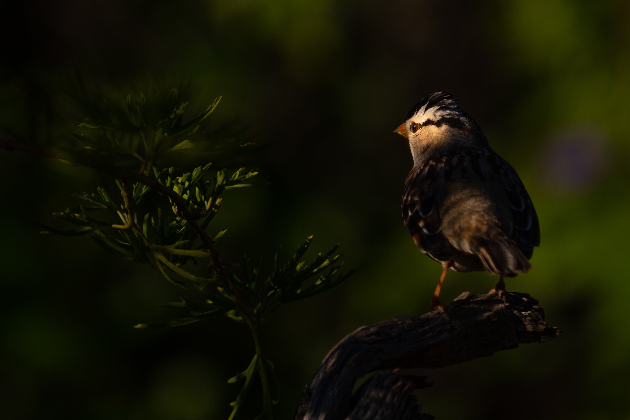 DSC_6642.jpeg