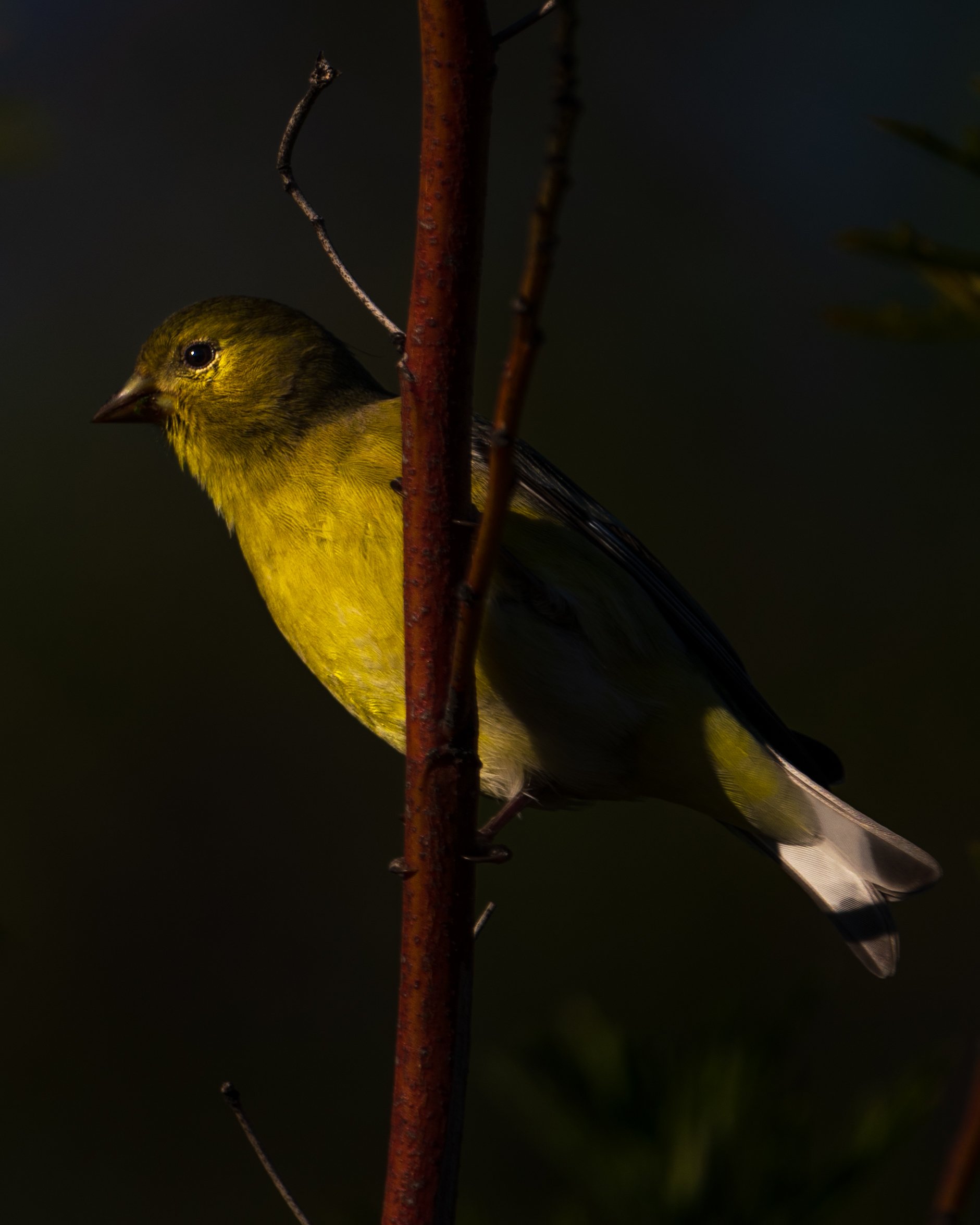 DSC_6568.jpeg