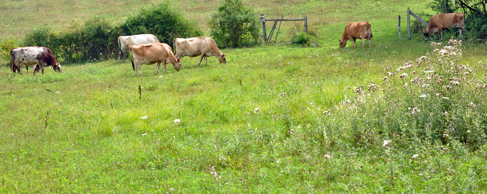 LEAHEY FARM