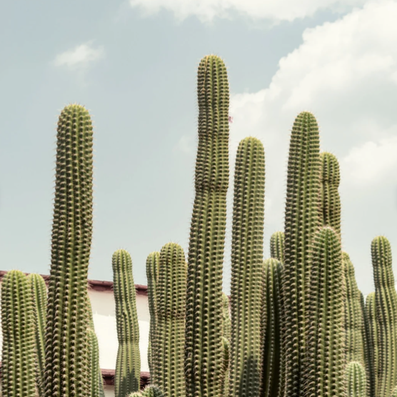 Los Aspectos Emocionales del Embarazo: Cómo Afrontar los Cambios Hormonales