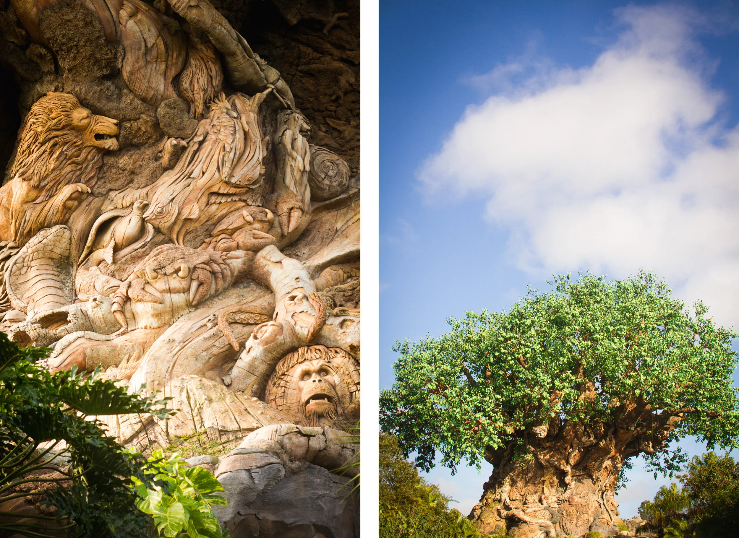 animal kingdom / tree of life / disney details / animal kingdom photographer