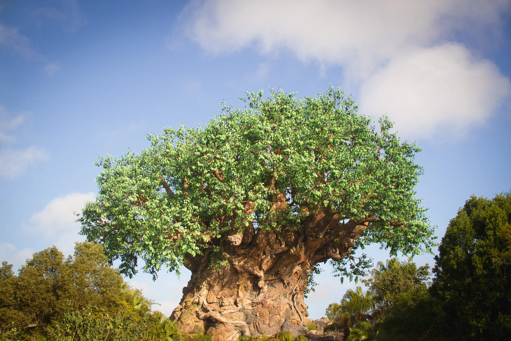 animal kingdom / tree of life / disney world photographer