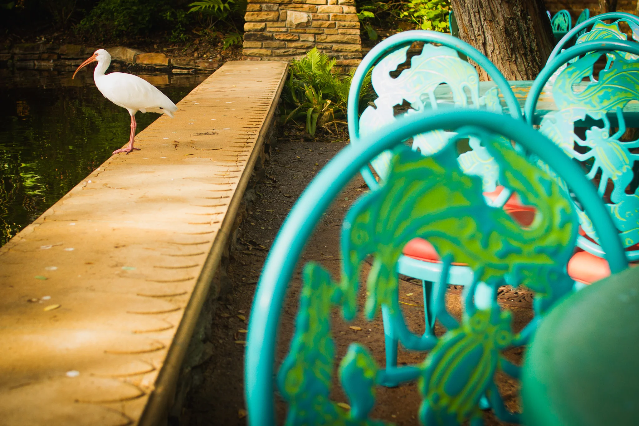 flame tree barbecue / animal kingdom / disney world photographer