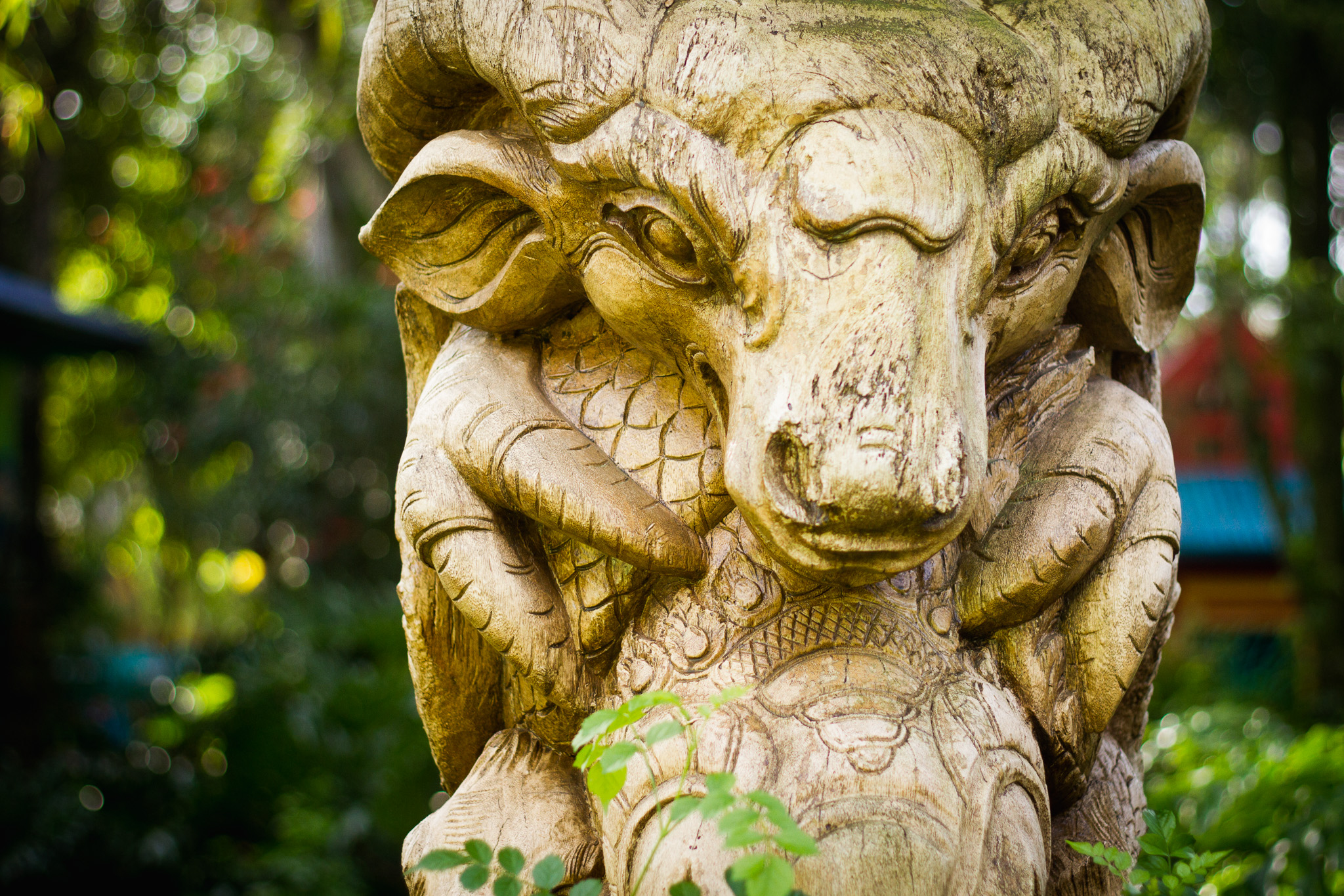 animal kingdom / oasis / disney details / animal kingdom photographer