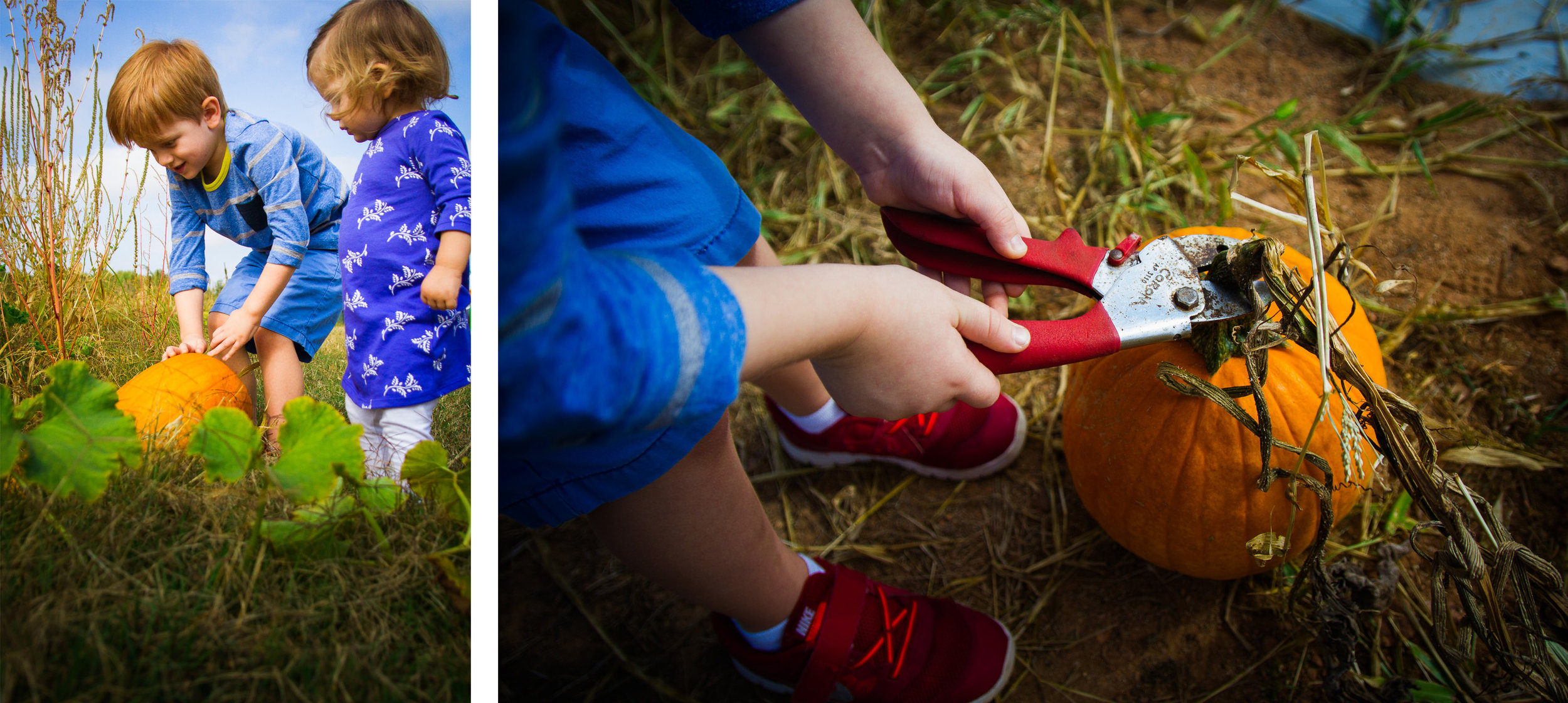 obligatory pumpkin patch / florida lifestyle photographer