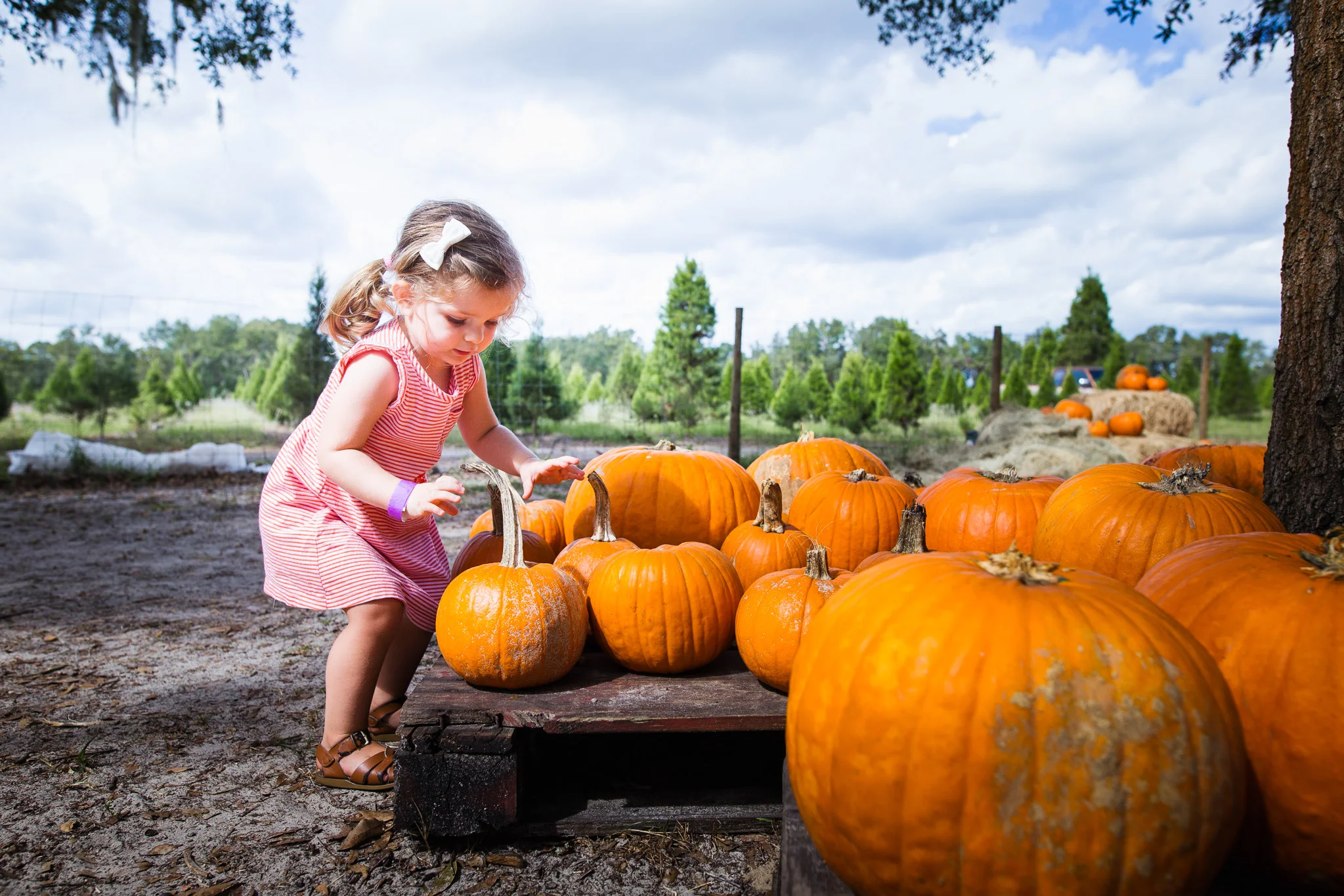 santa's tree farm, eustis florida