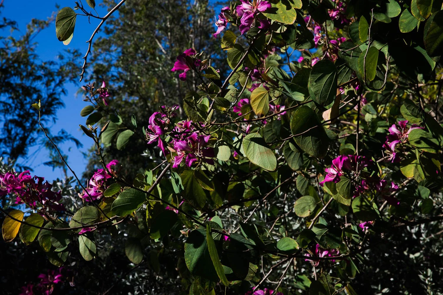 Up close view of purple flowers and a blue sky.