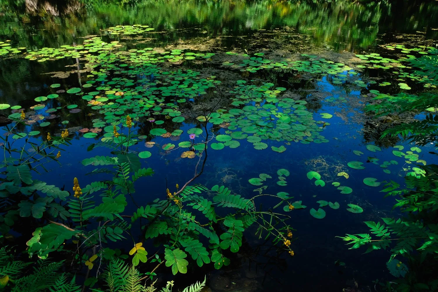 Nature at Disney's Animal Kingdom.