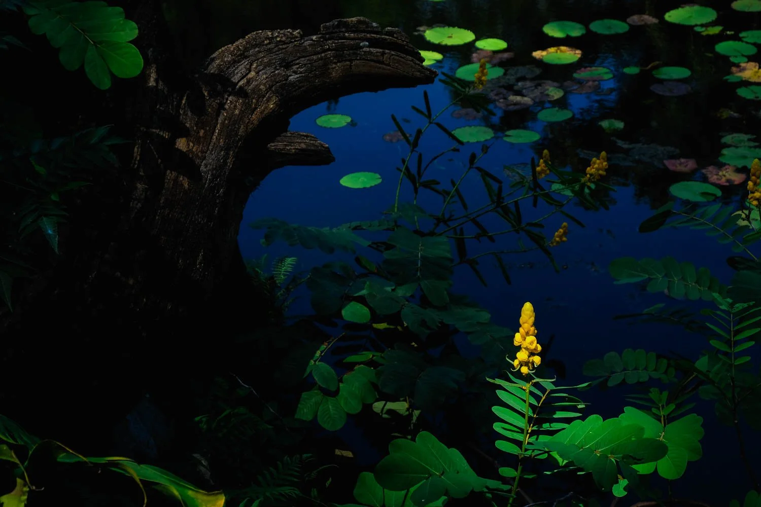 Pop of yellow flower amongst lily pads at Disney's Animal Kingdom.