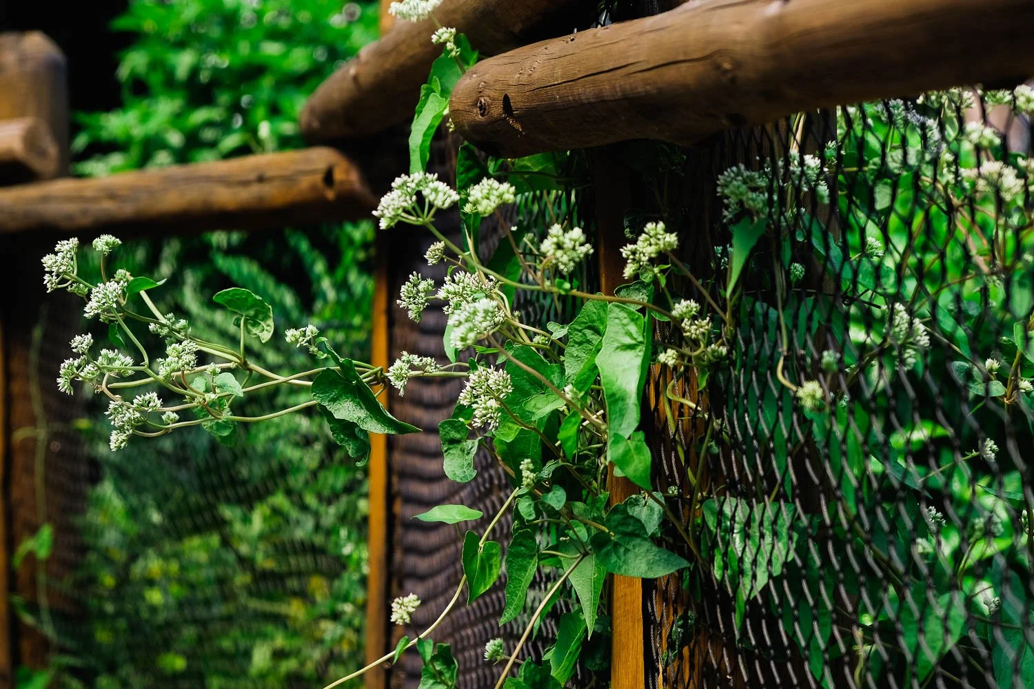 Flowers push through fence at Disney's Animal Kingdom.