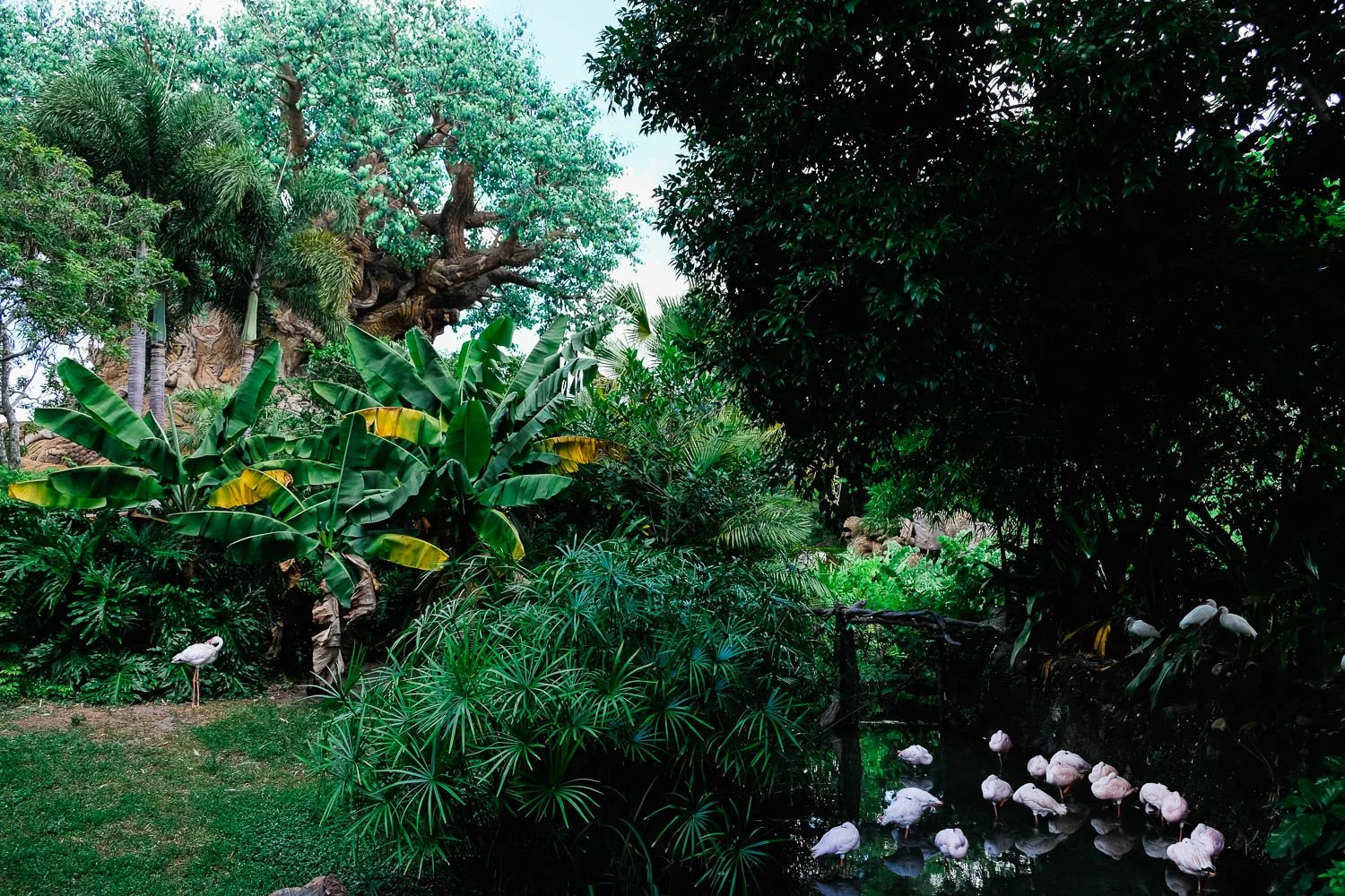 A lone flamingo in front of the Tree of Life at Disney's Animal Kingdom.