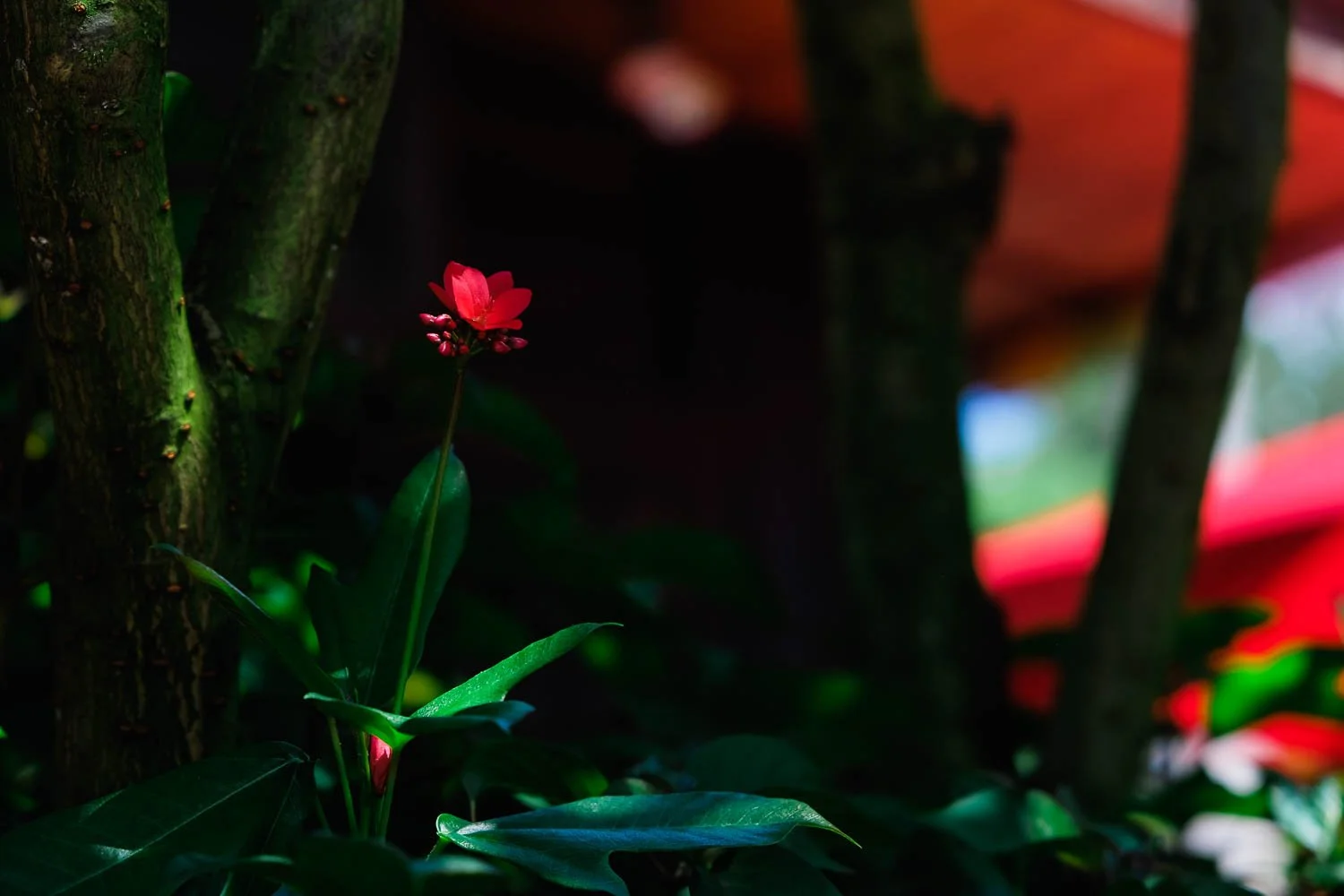 Pops of red color at Disney's Animal Kingdom.