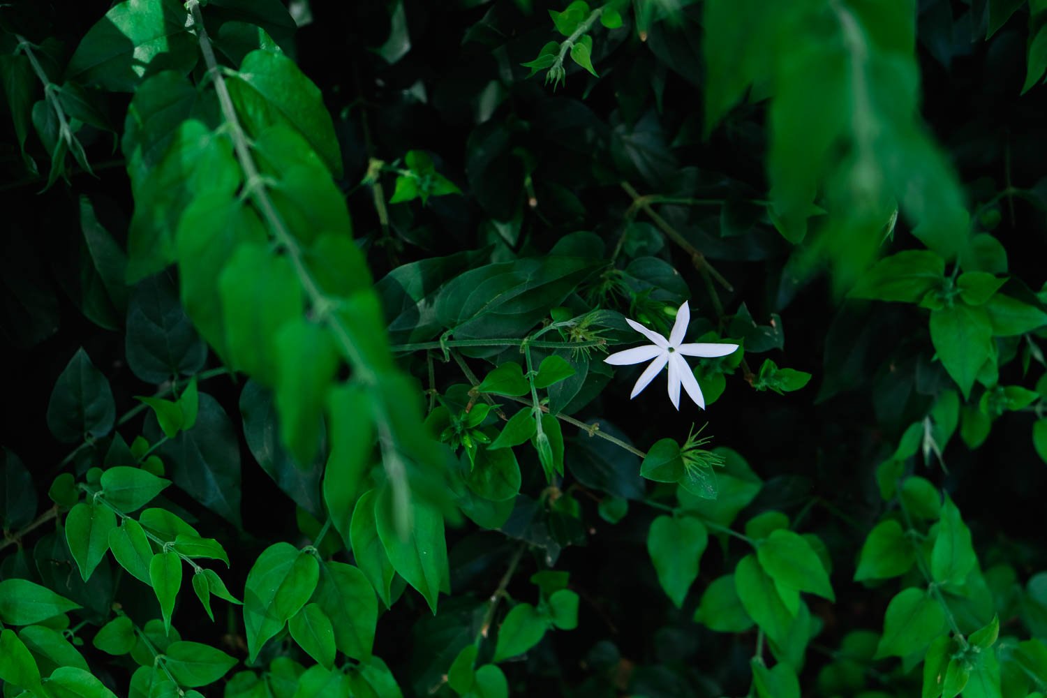 Lone white flower amidst leaves at Disney's Animal Kingdom.