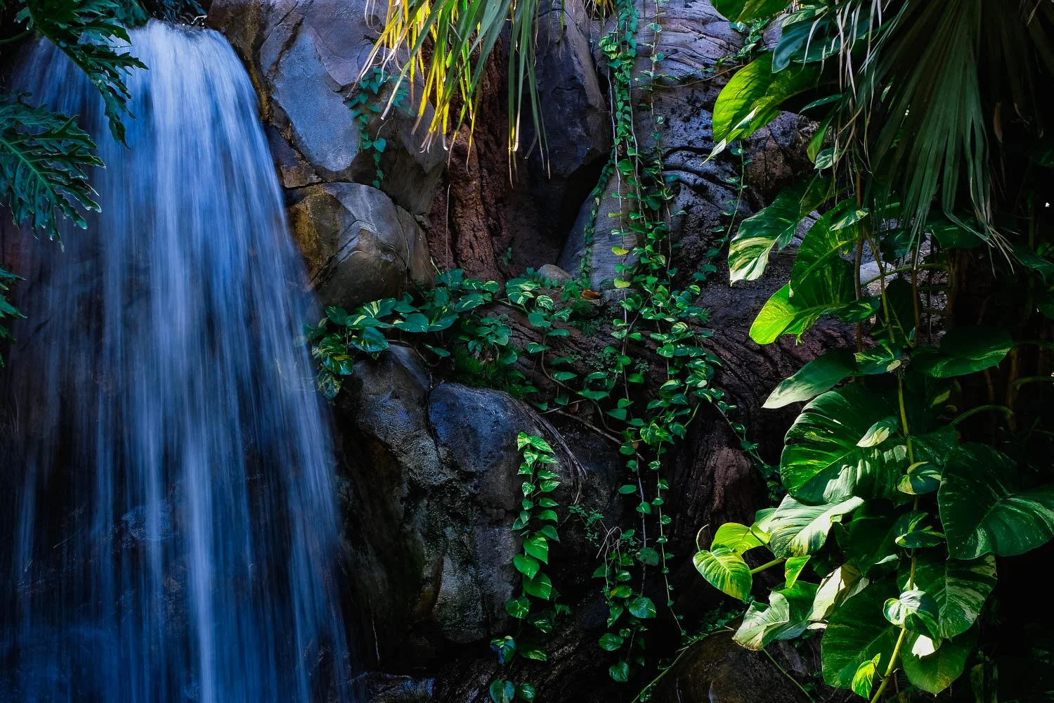 Waterfall and plant life at Disney's Animal Kingdom.