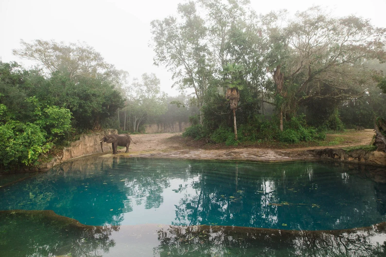 Elephant by a pool on Kilimanjaro Safaris at the Animal Kingdom.