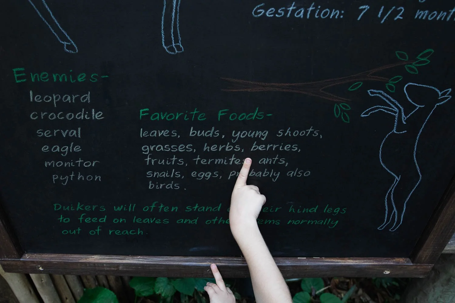 Tiny fingers point out words on a chalkboard at Gorilla Falls exploration trail.