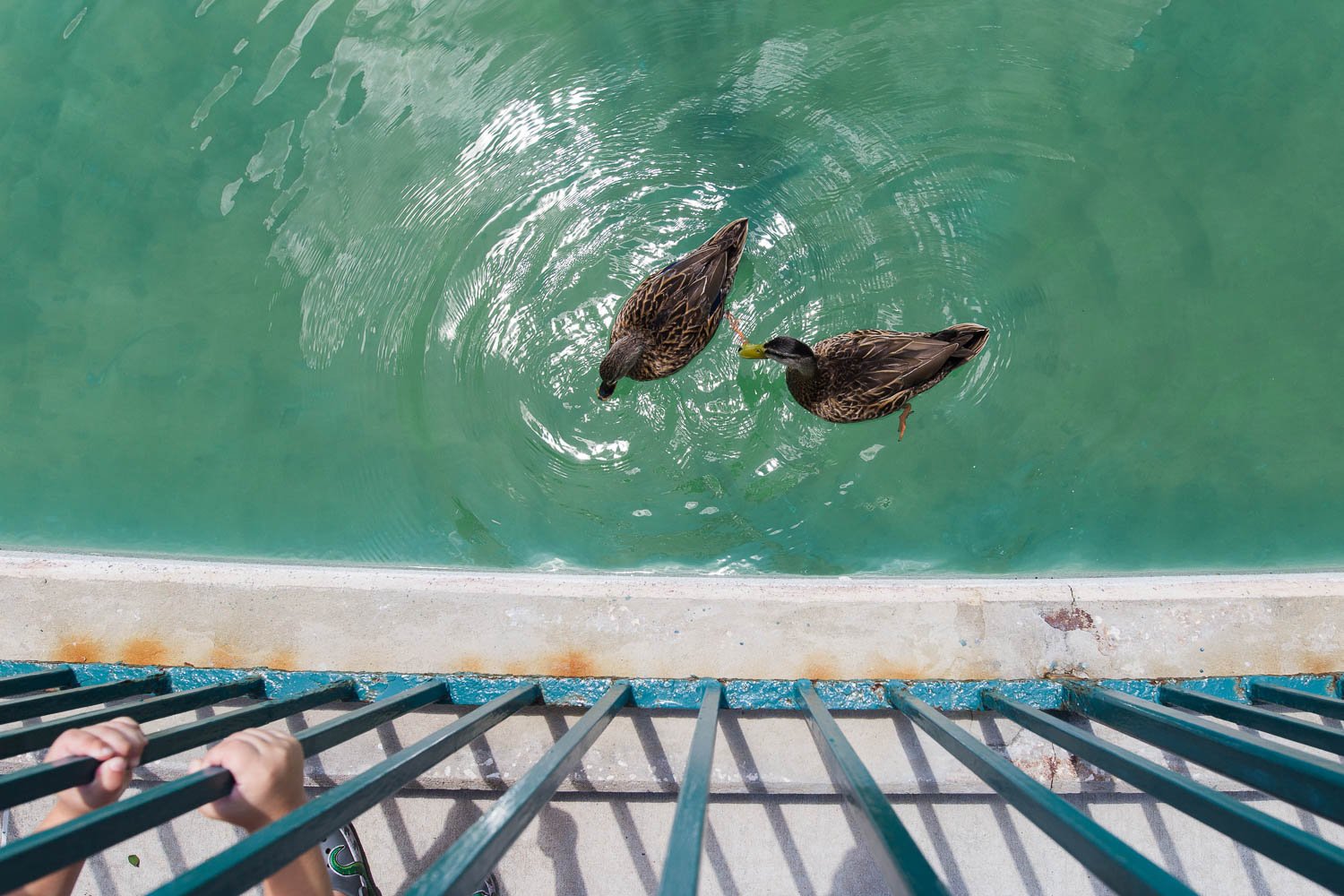 Disney ducks in Echo Lake at Hollywood Studios theme park. (Copy)