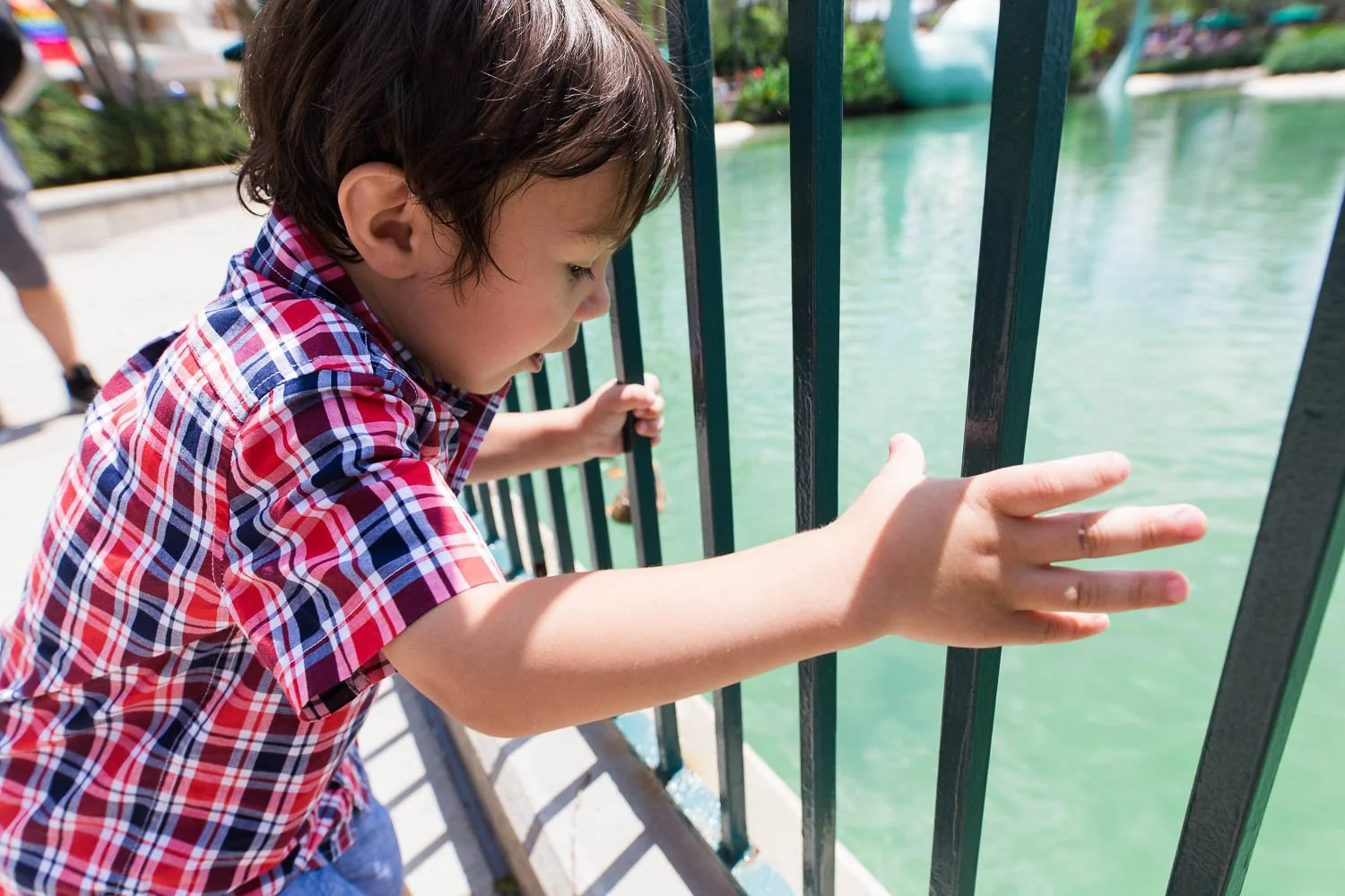 Boy excitedly watches ducks fight for food at Hollywood Studios. (Copy)