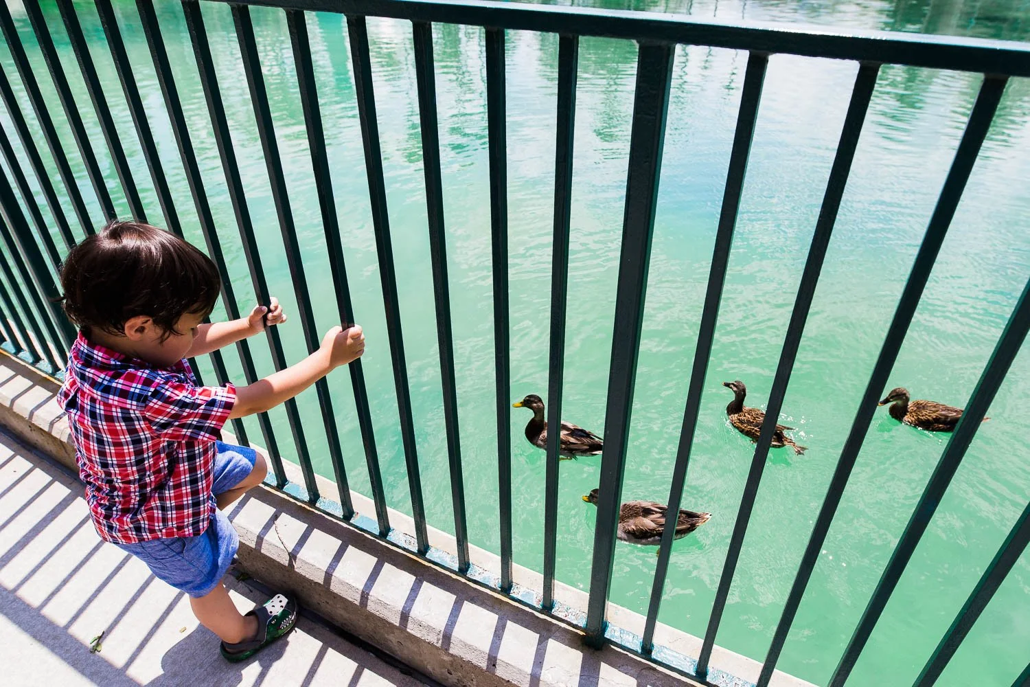 Disney Ducks at Hollywood Studios