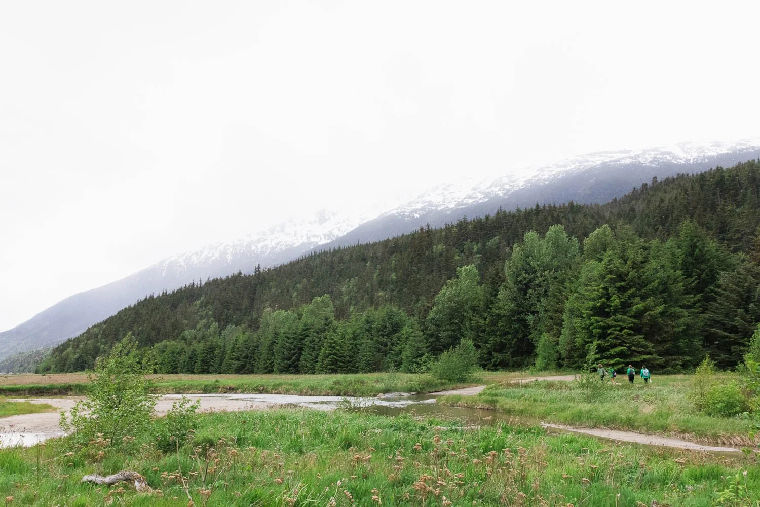 Wide expansive views of fields of wildflowers and mountains in Skagway, Alaska.