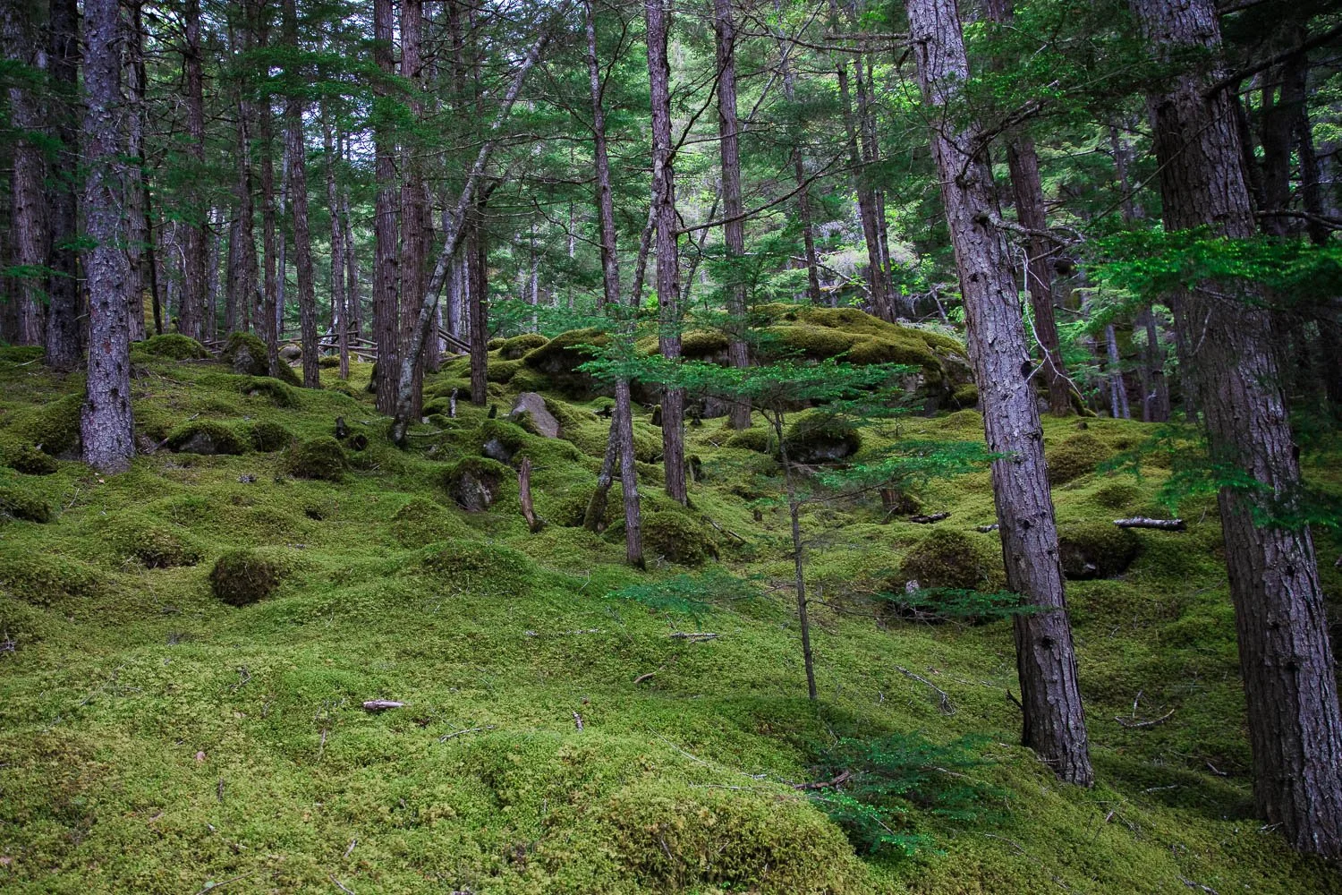 Moss covered forest floors in Skagway, Alaska.